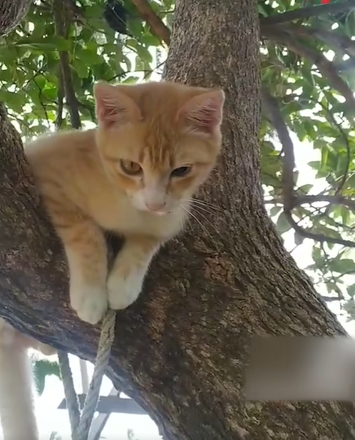 Kucing Aneh Bermata 'Berlian', Dipercayai Membawa Tuah Kepada Pemiliknya