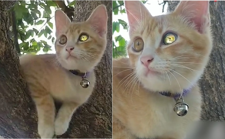 Kucing Aneh Bermata 'Berlian', Dipercayai Membawa Tuah Kepada Pemiliknya