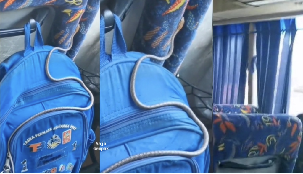 Murid Tadika Beritahu Ada Ular Dalam Bas, Penjaga Kata Jangan Mengarut Sebelum Menjerit Kuat Melihat Ular Jatuh