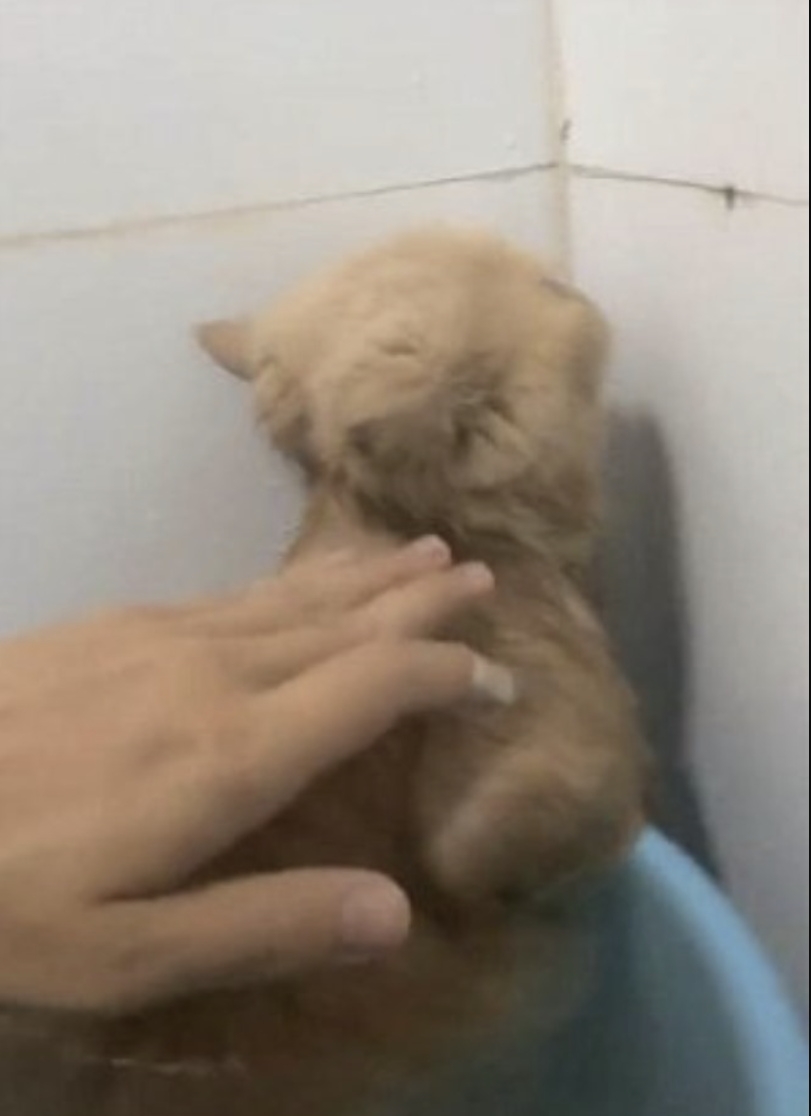 Ditinggalkan Sendirian Ketika Mandi Kerana Tuan Sibuk Berbual Di Telefon, Reaksi Merajuk Kucing Curi Perhatian Netizen